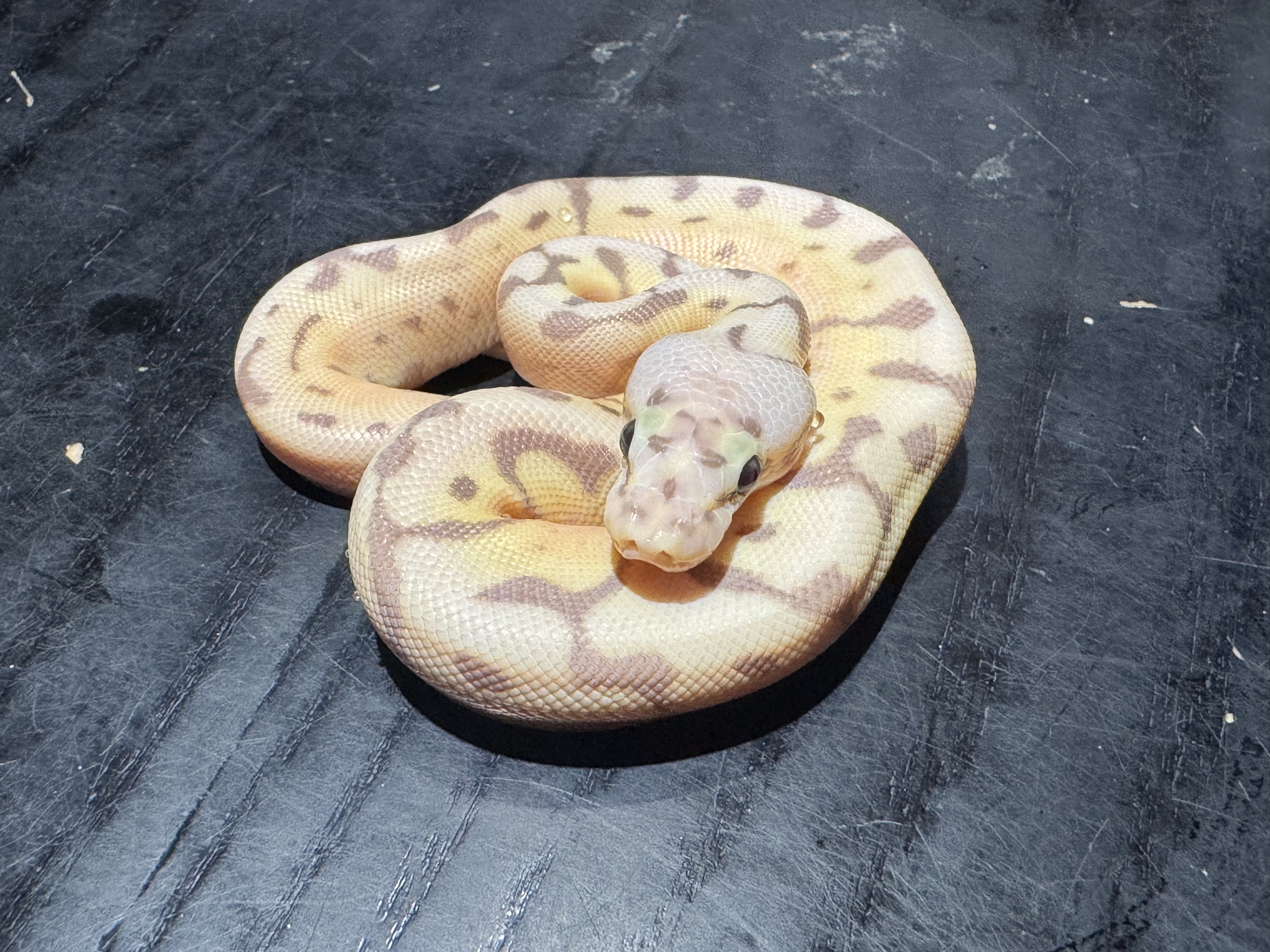 26 Pastel Enchi Spider Banana 1.0