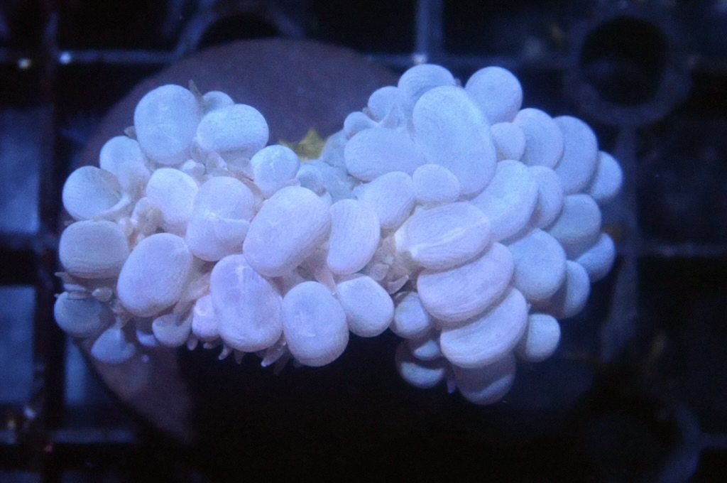 BU2 白波子（大約2. 吋）