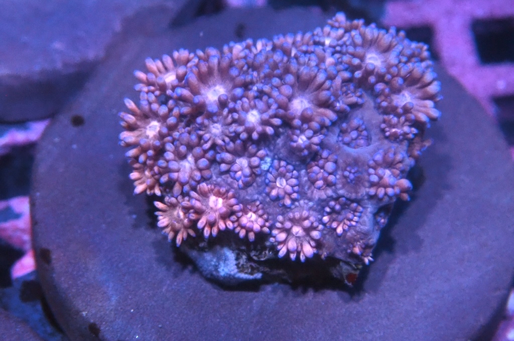 MG5 寶石花仔（Frag座3.5cm)