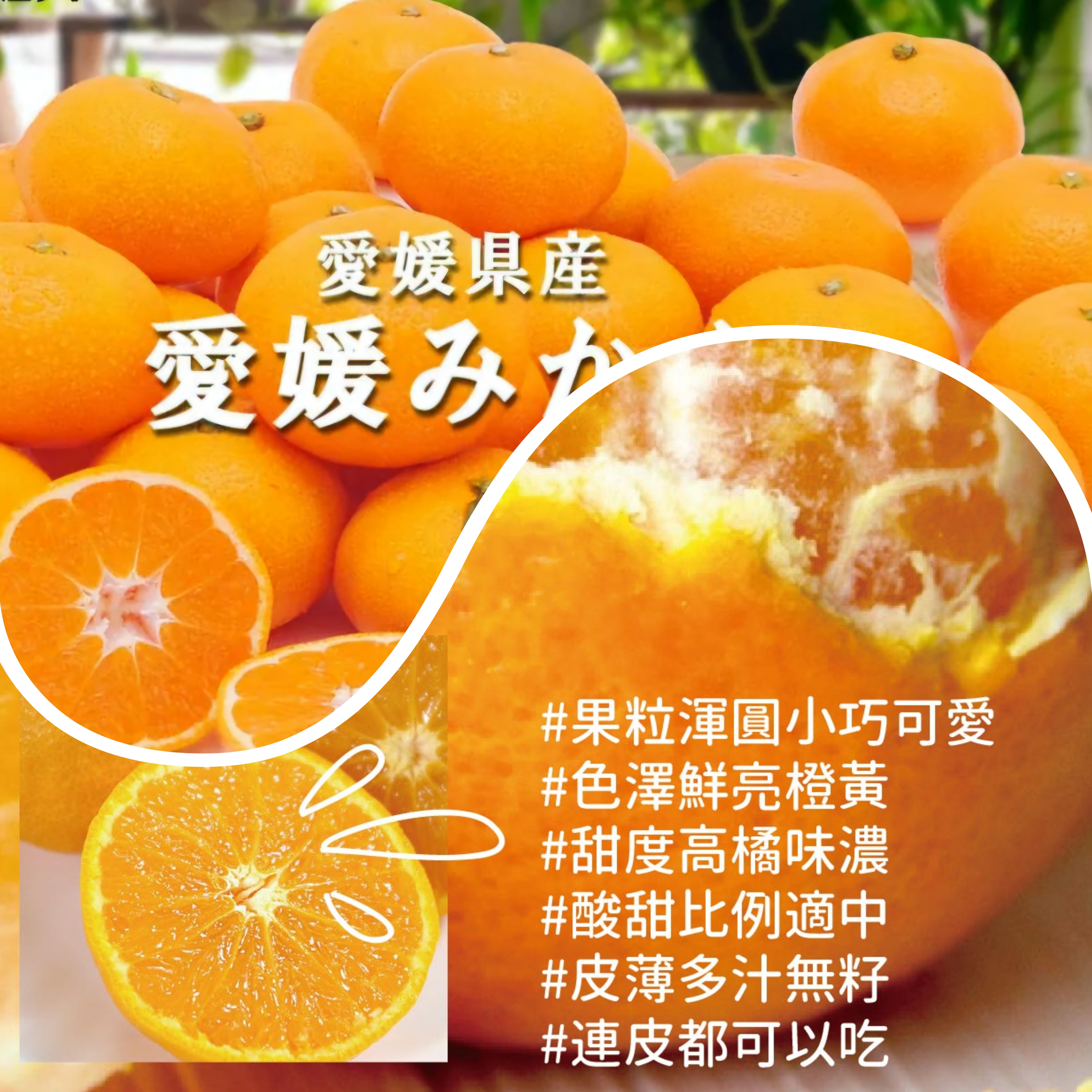 日本愛媛蜜柑 每份3個（约1.2磅）