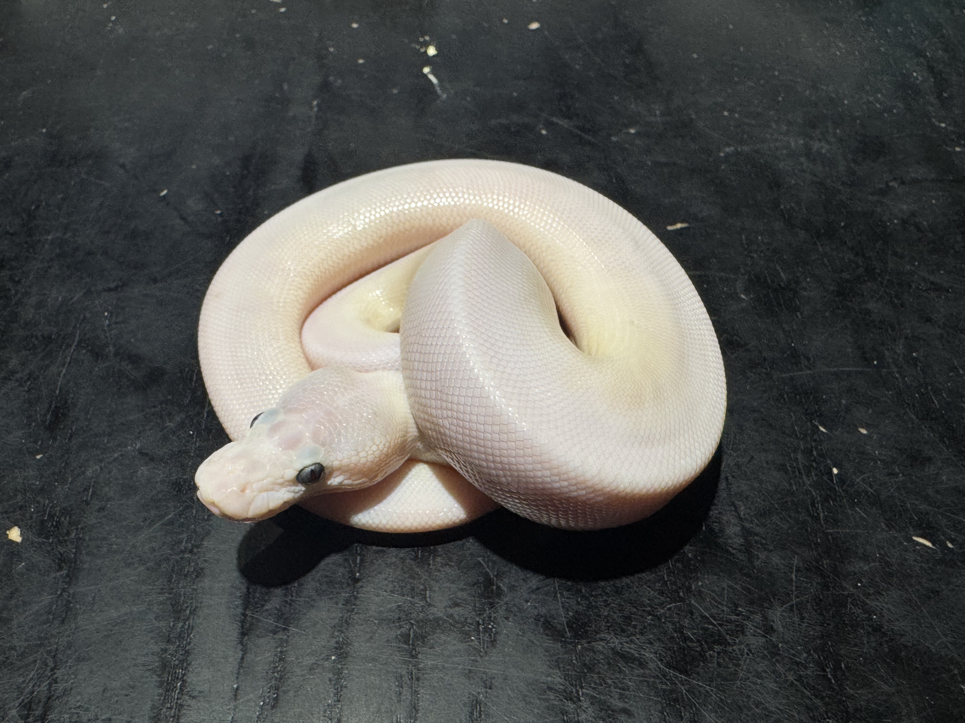 26 Blue Eyed Lucy 1.0