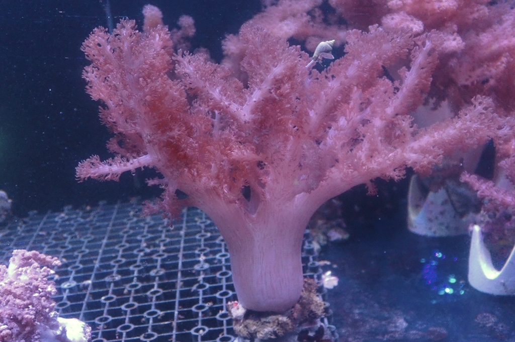 Tree 8 九尾狐 （開約6.5x6吋）