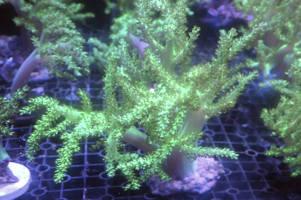 Tree 5 綠樹（開大約4.5吋高）