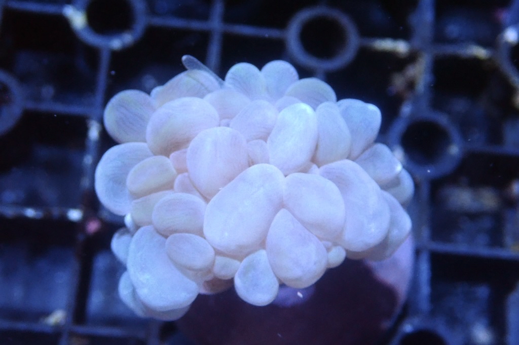 BU3 白波子（大約2. 吋）