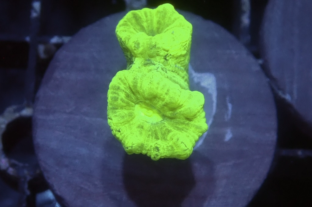 CC3 螢光綠分支腦（frag座3.5cm)