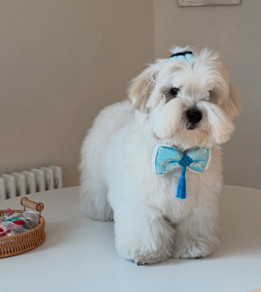 韓國🇰🇷特色 毛孩扮靚小配件