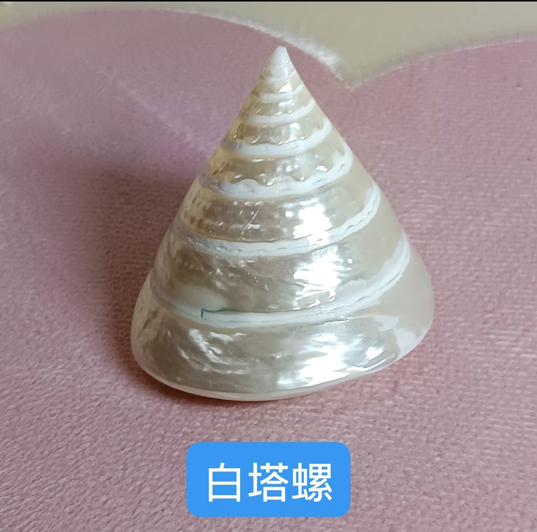 天然真海螺4件套