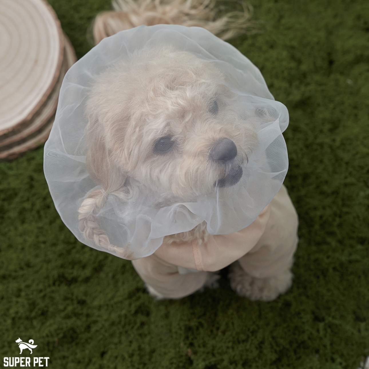 *Super Pet 🇰🇷 狗狗防護面罩 (DG427)