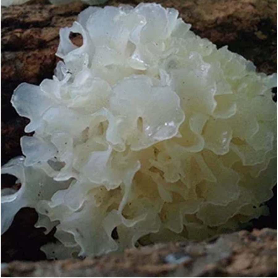 深山椴木小銀耳(雪耳), 120g