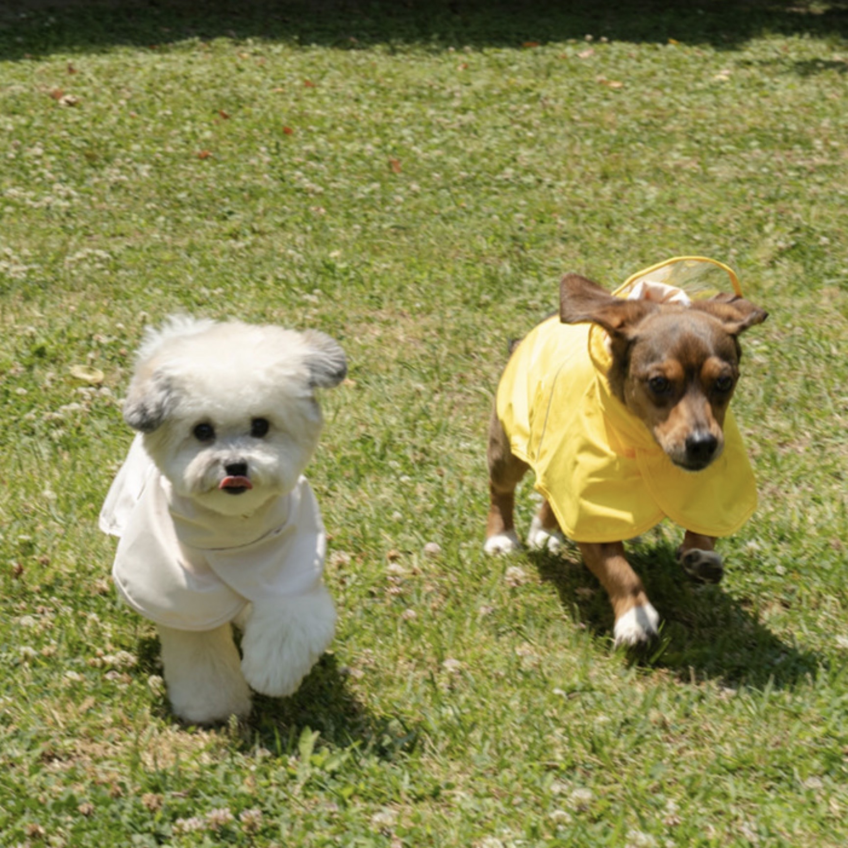 *SuperPet🇰🇷狗狗主人親子裝 雨衣-狗狗雨衣