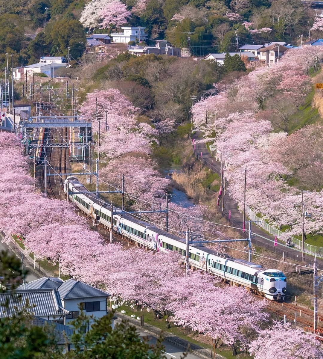 Tomix 97933 287系熊貓Kuroshio N-scale