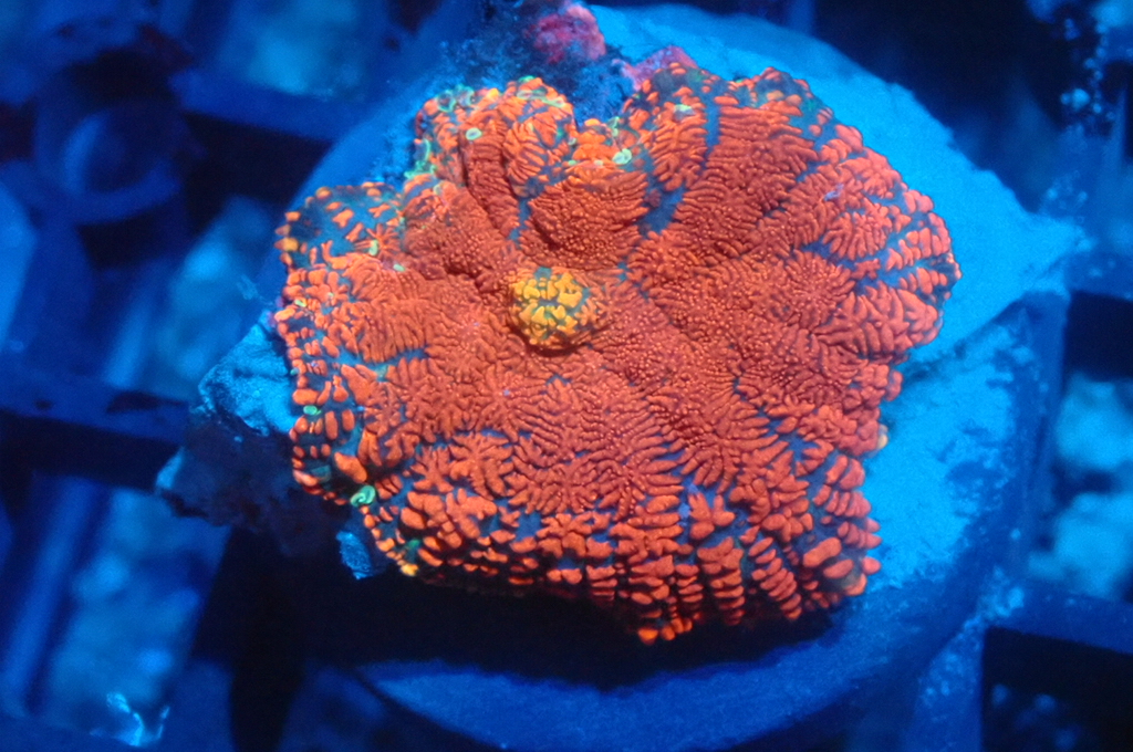 M3 菇  （frag座3.5cm）