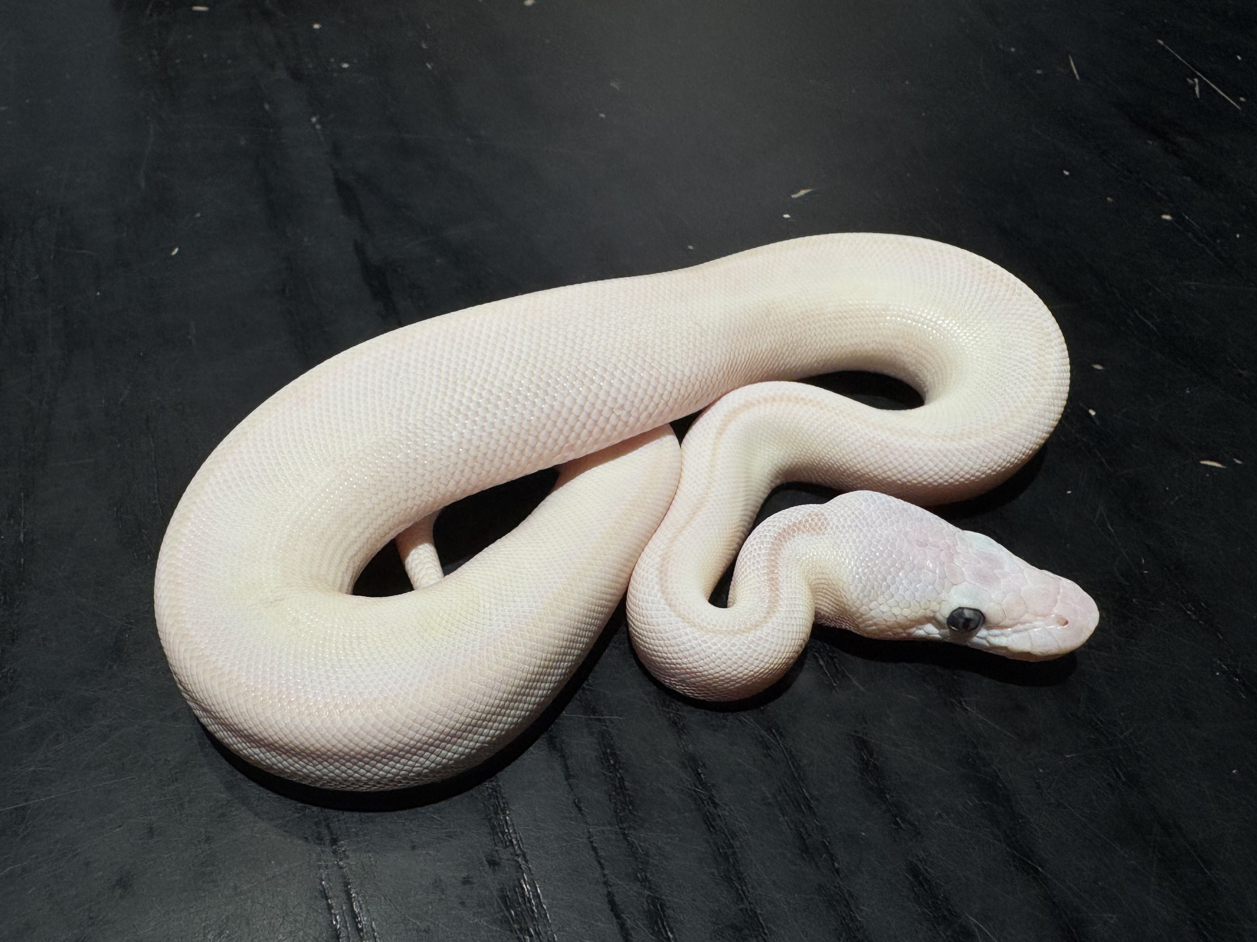 26 Mojave Lesser poss Spornose 0.1