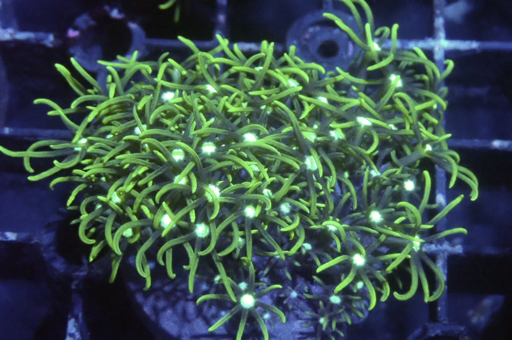 Green 4 綠草皮（開大約1.5吋）