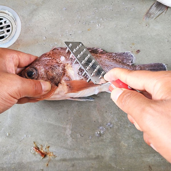 【現貨】🔥🔥【日本製《石本專業》專業級防噴濺刮鱗器】