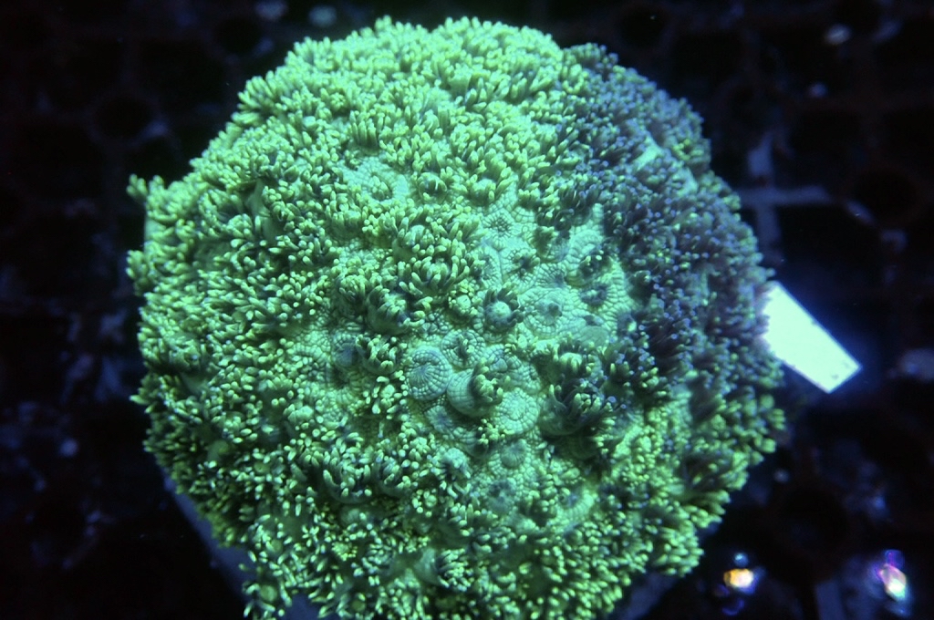 GF9 特別寶石花（原骨兩色）（開約4.5吋）