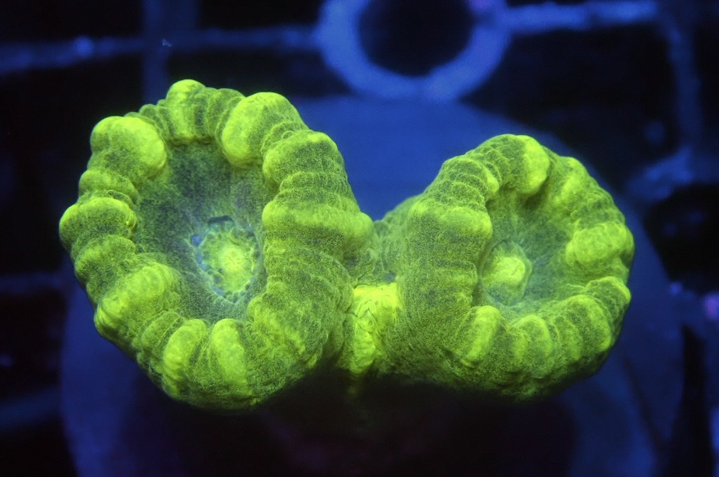 CC4 分支腦（frag座3.5cm)