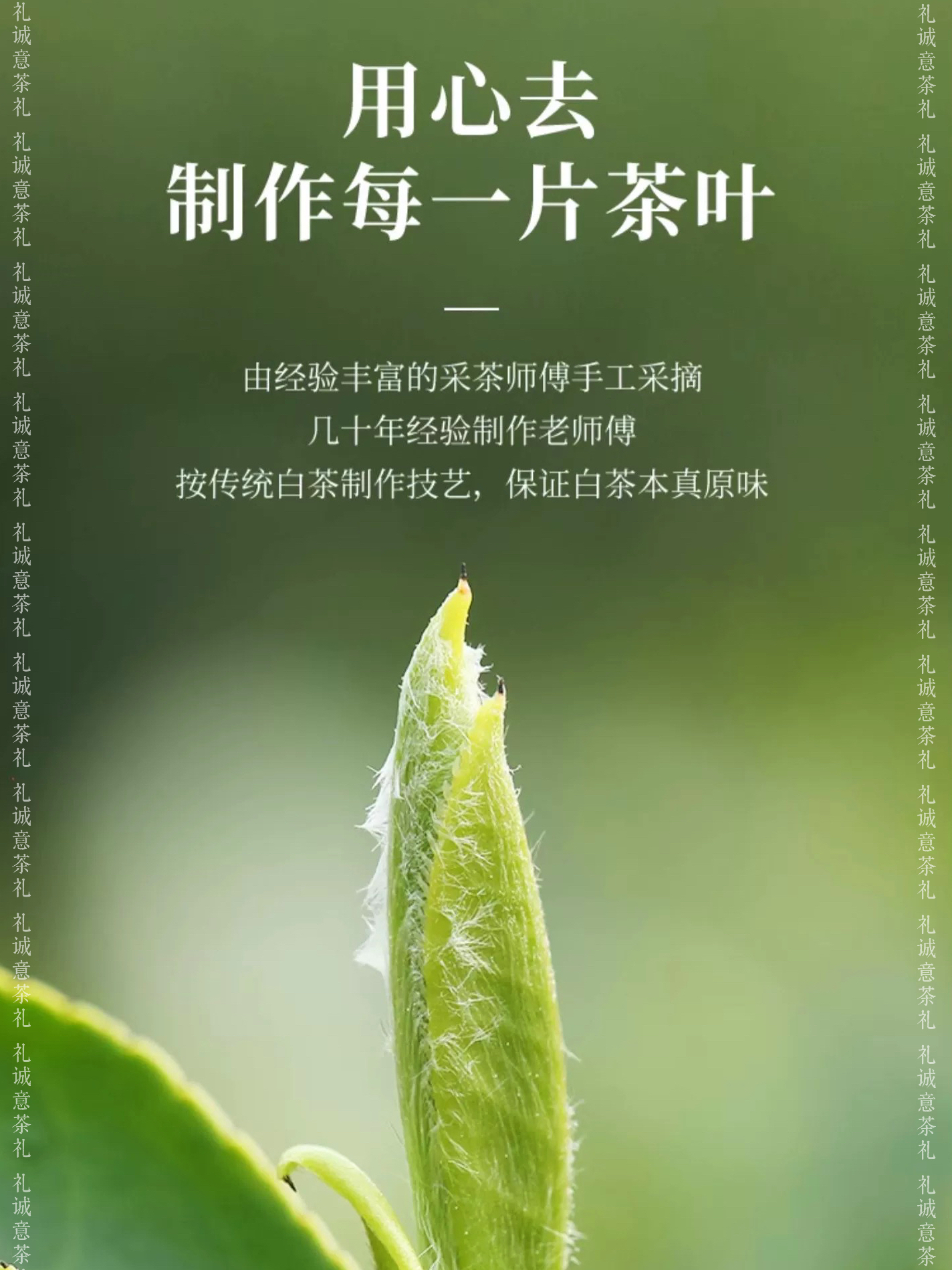 【普洱·来自云南深山的礼物】茶饼珍藏系列普洱熟茶饼