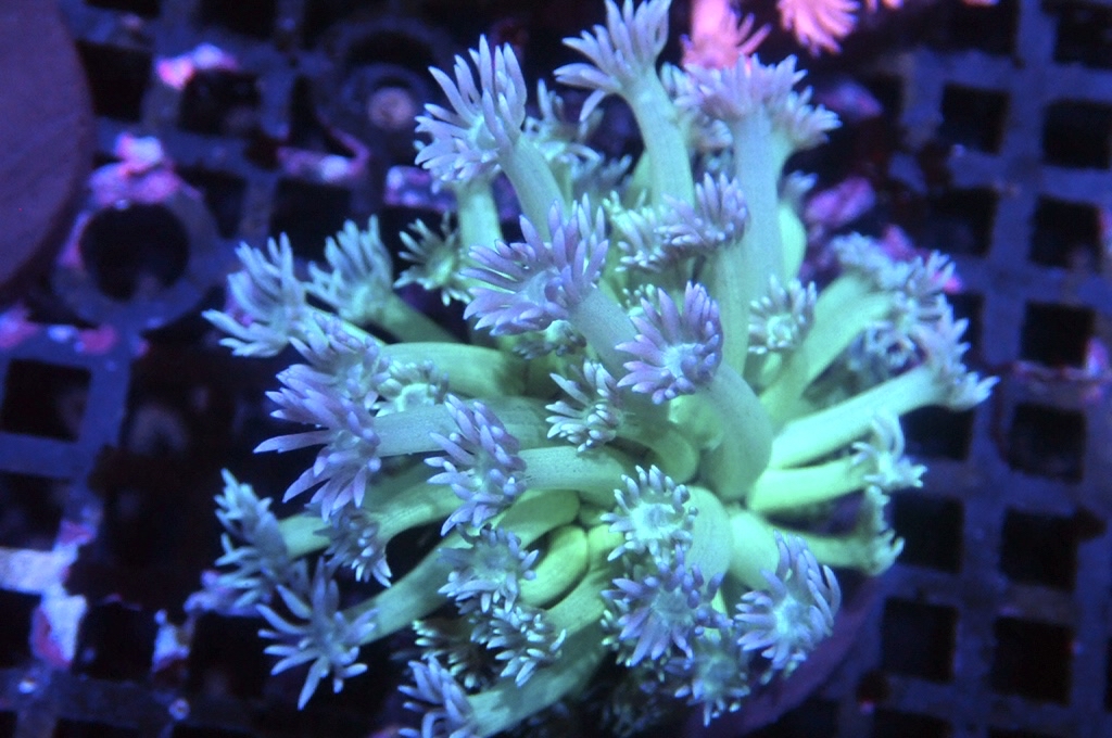 MG11 寶石花仔（Frag座3.5cm)