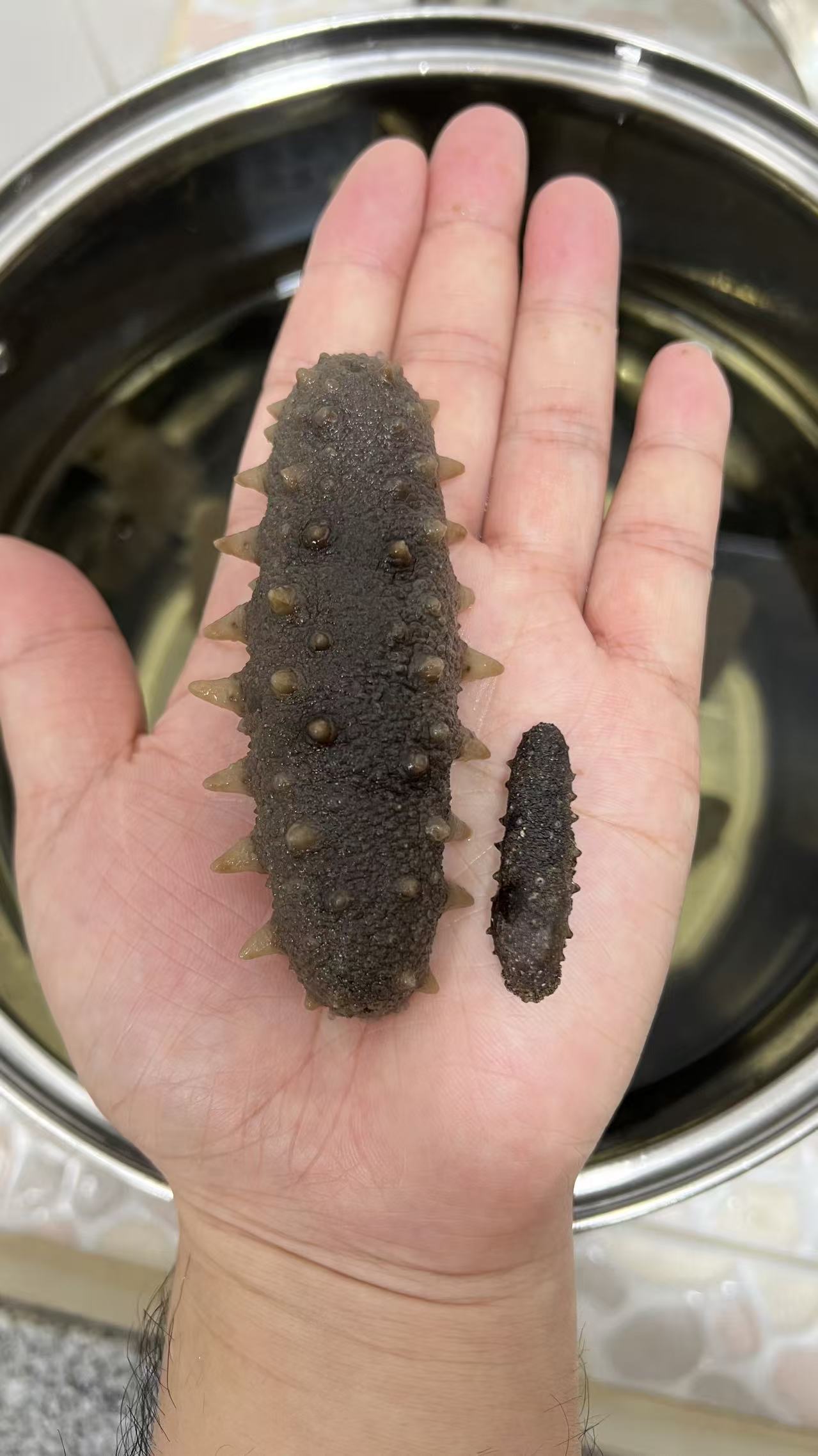 日本野生關西刺參200條size