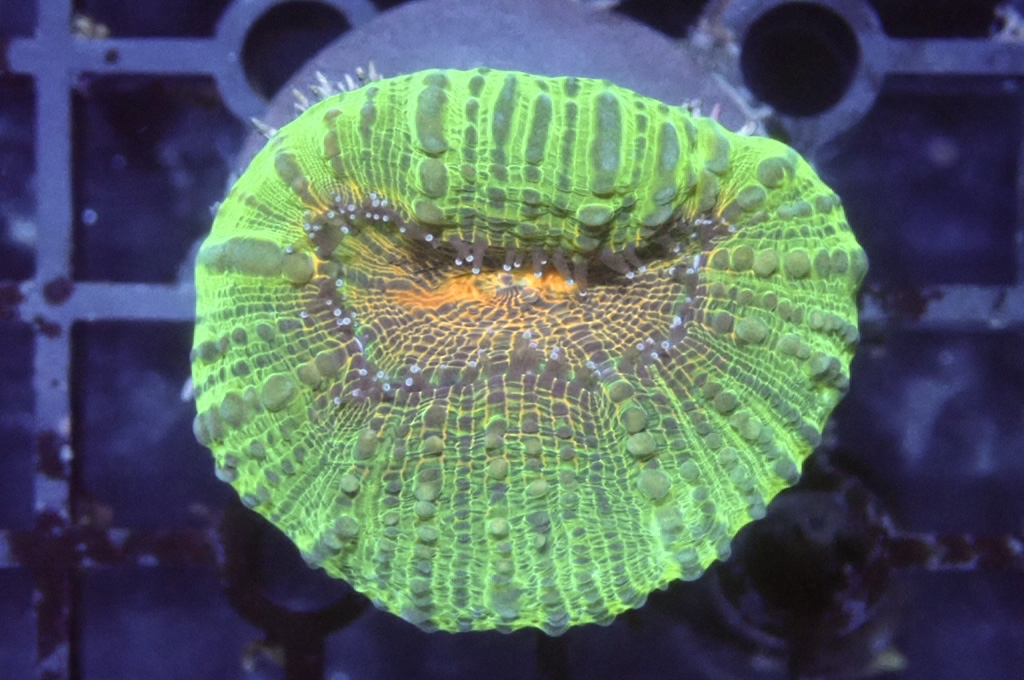 E1 分支骨針腦 （開大約1.5吋）