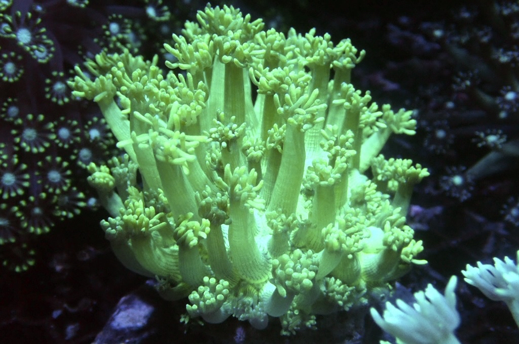 GF3  寶石花（開大約3.吋）