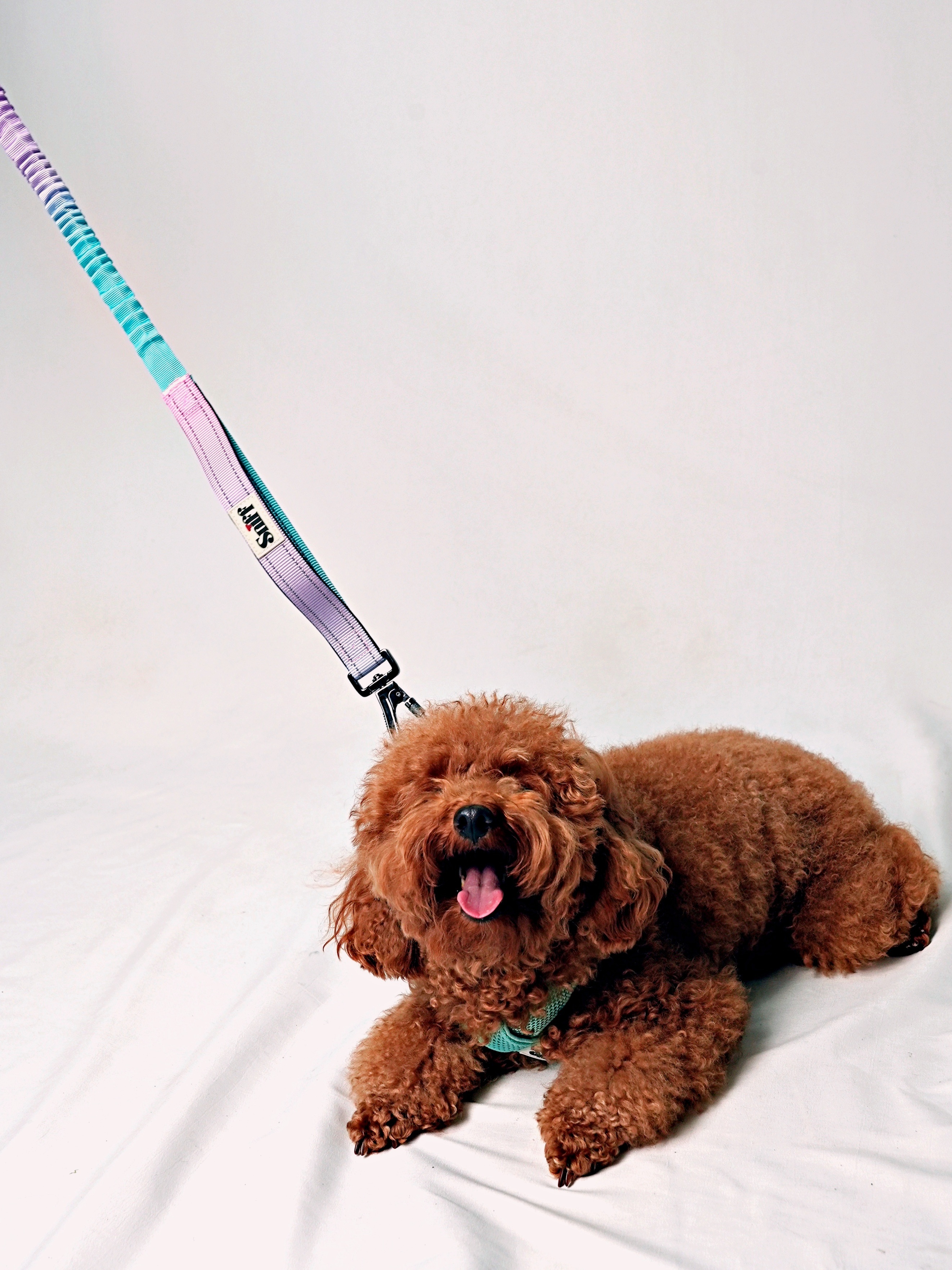 Hands Free Multifunction Leash with Poop Bag - Cotton Candy 