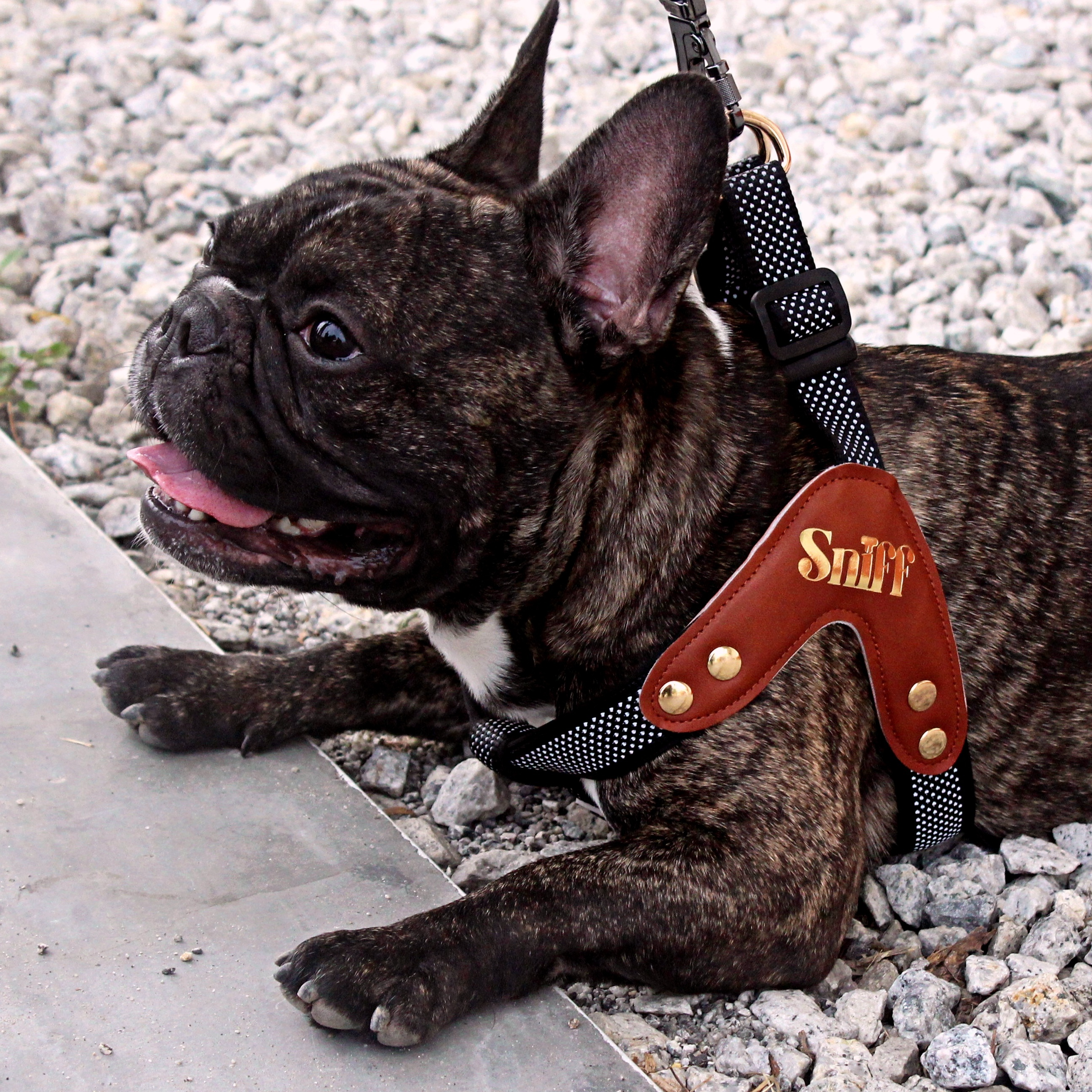 Step-In Harness - Baby’s Breathe - Black Void