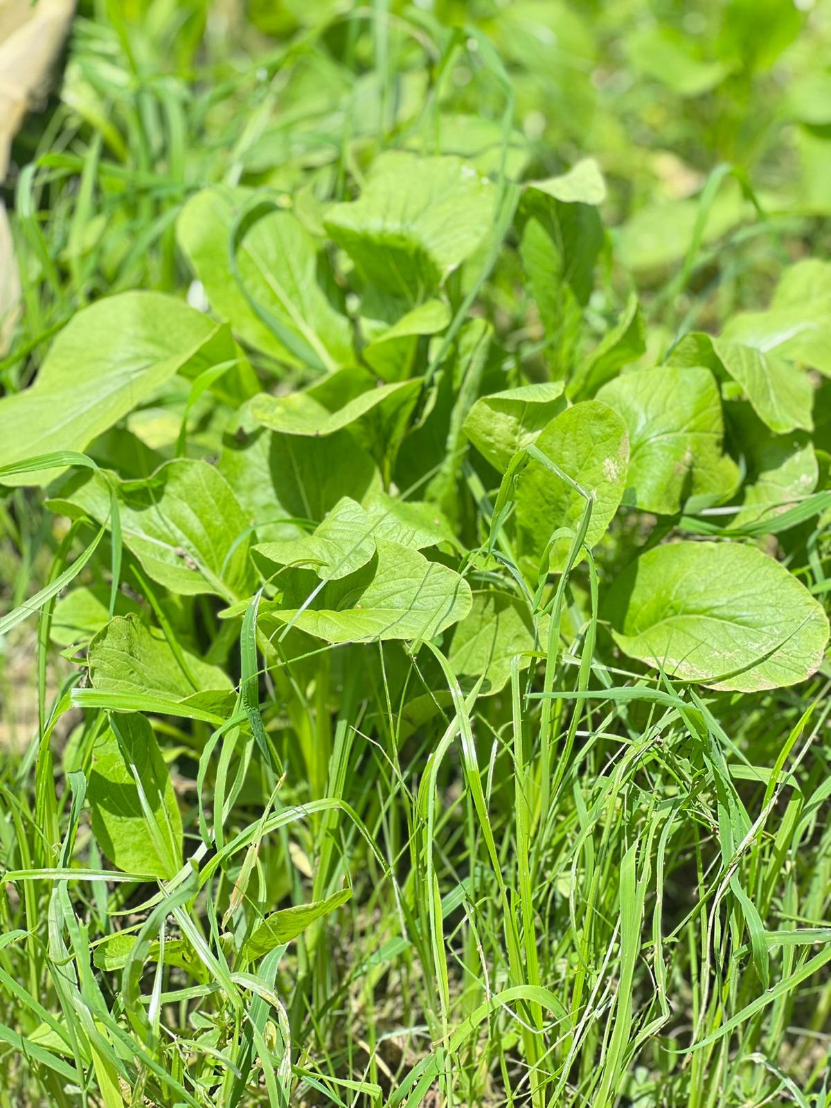菜心乾(酵素種植)