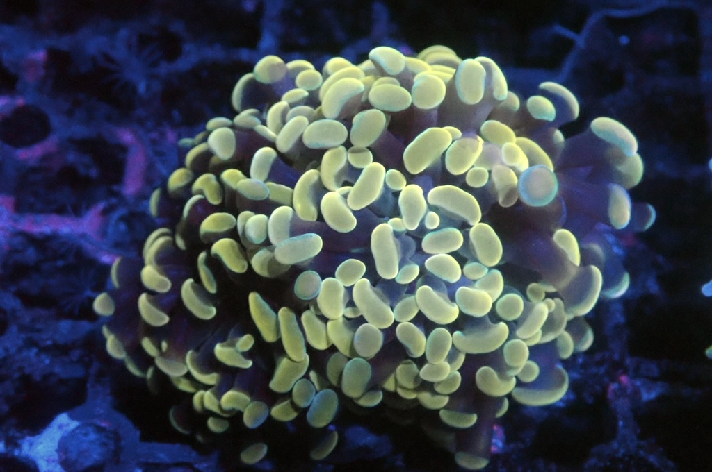 H12 金豬腰（開大約2.5吋）