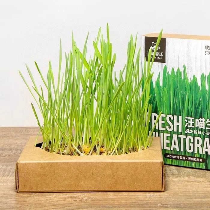 汪喵星球 貓草新鮮栽培盒-貓咪生菜(一套3盒）