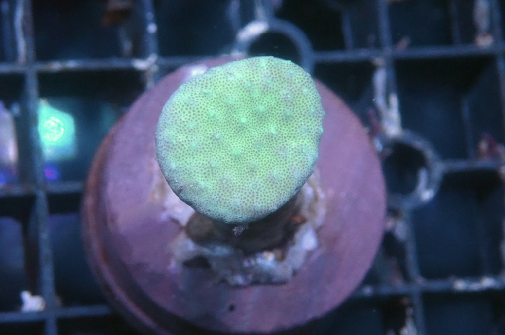 L3  綠肉綠鬚皮革（開大約1.5吋）