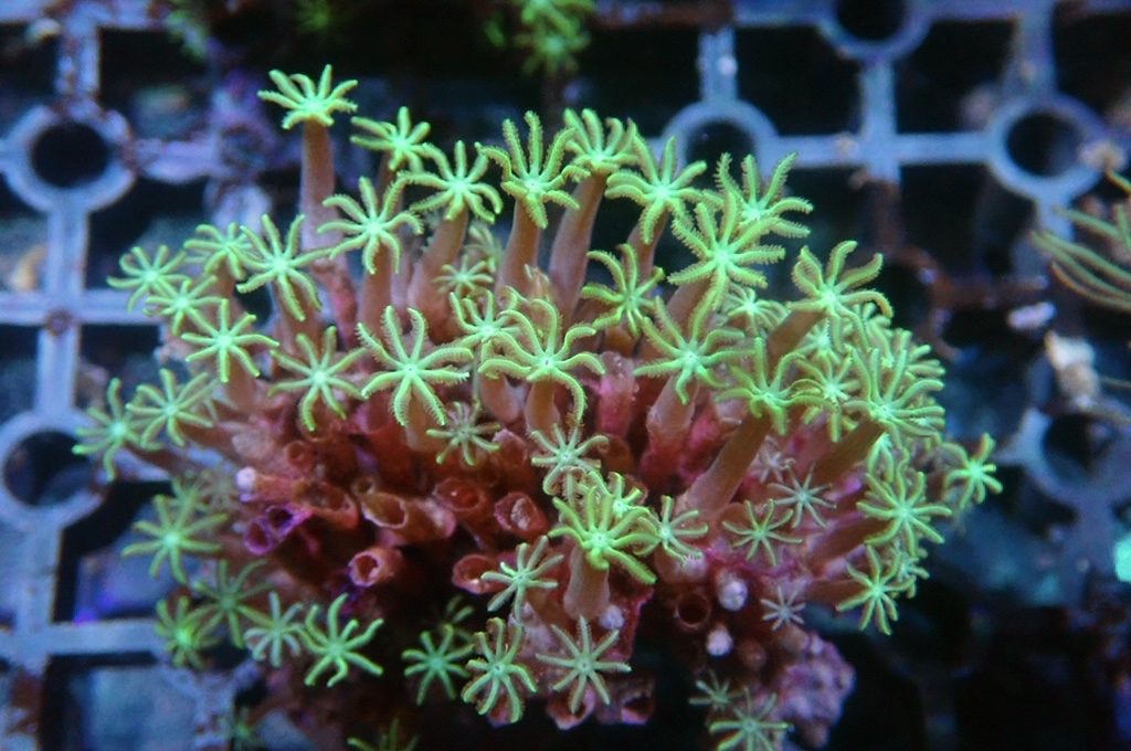 TH7 笙珊瑚 （開大約2.5吋）