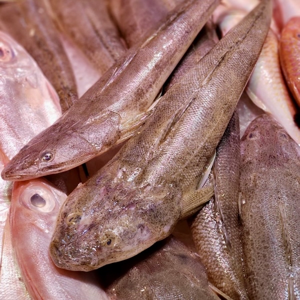 野生速凍牛鰍魚約600g