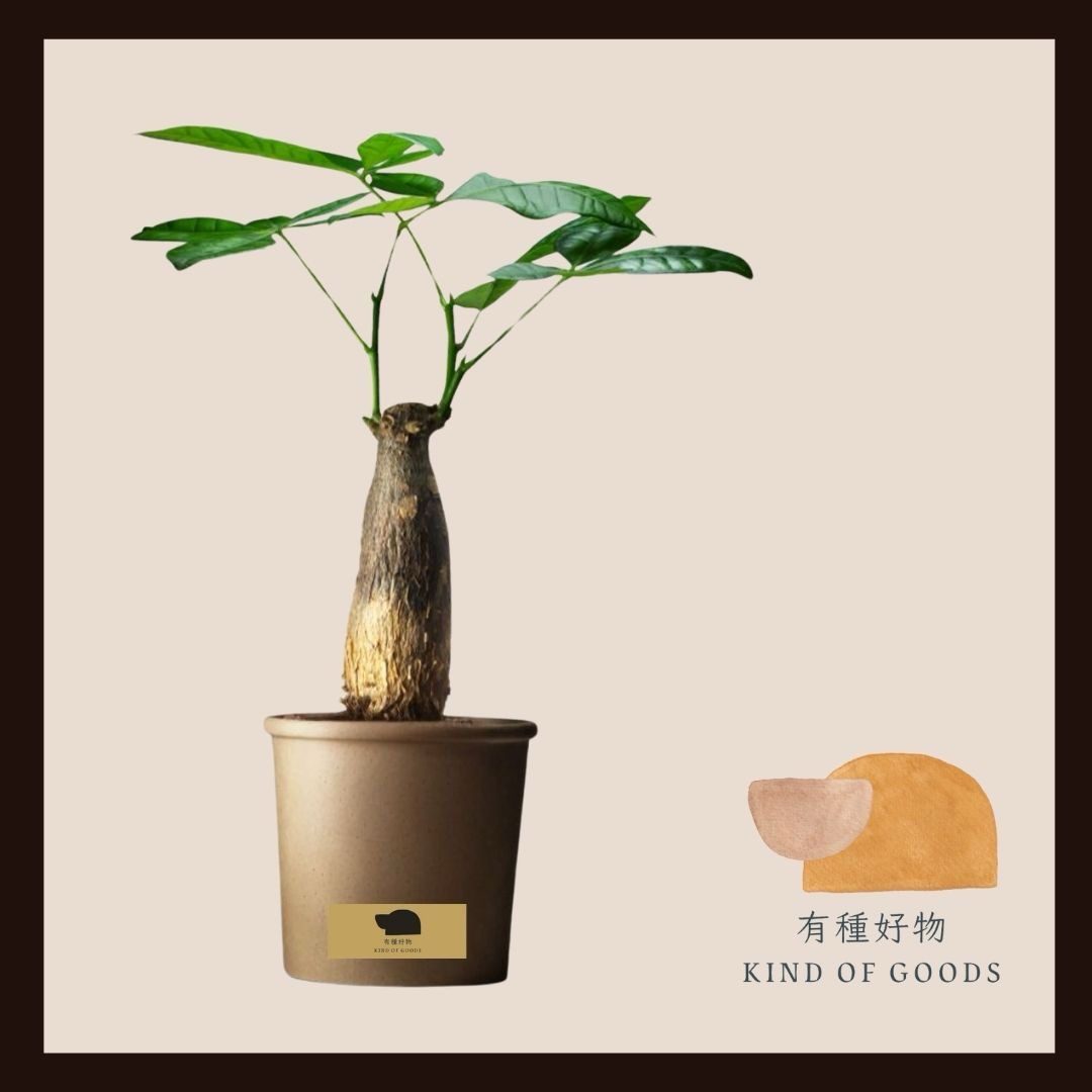 綠意盈門｜Prosper in Green