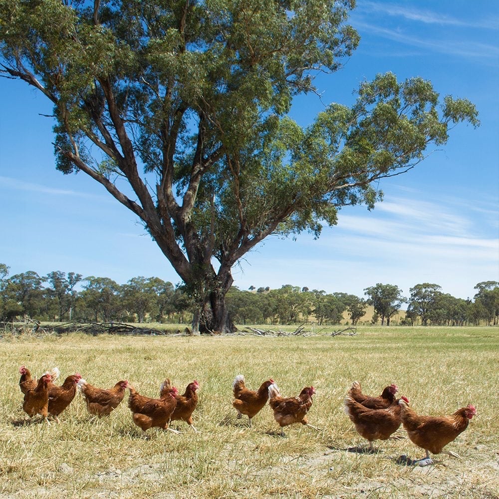 💧澳洲 有機走地雞蛋 Australia Sunny Queen Organic Free Range Chicken Eggs