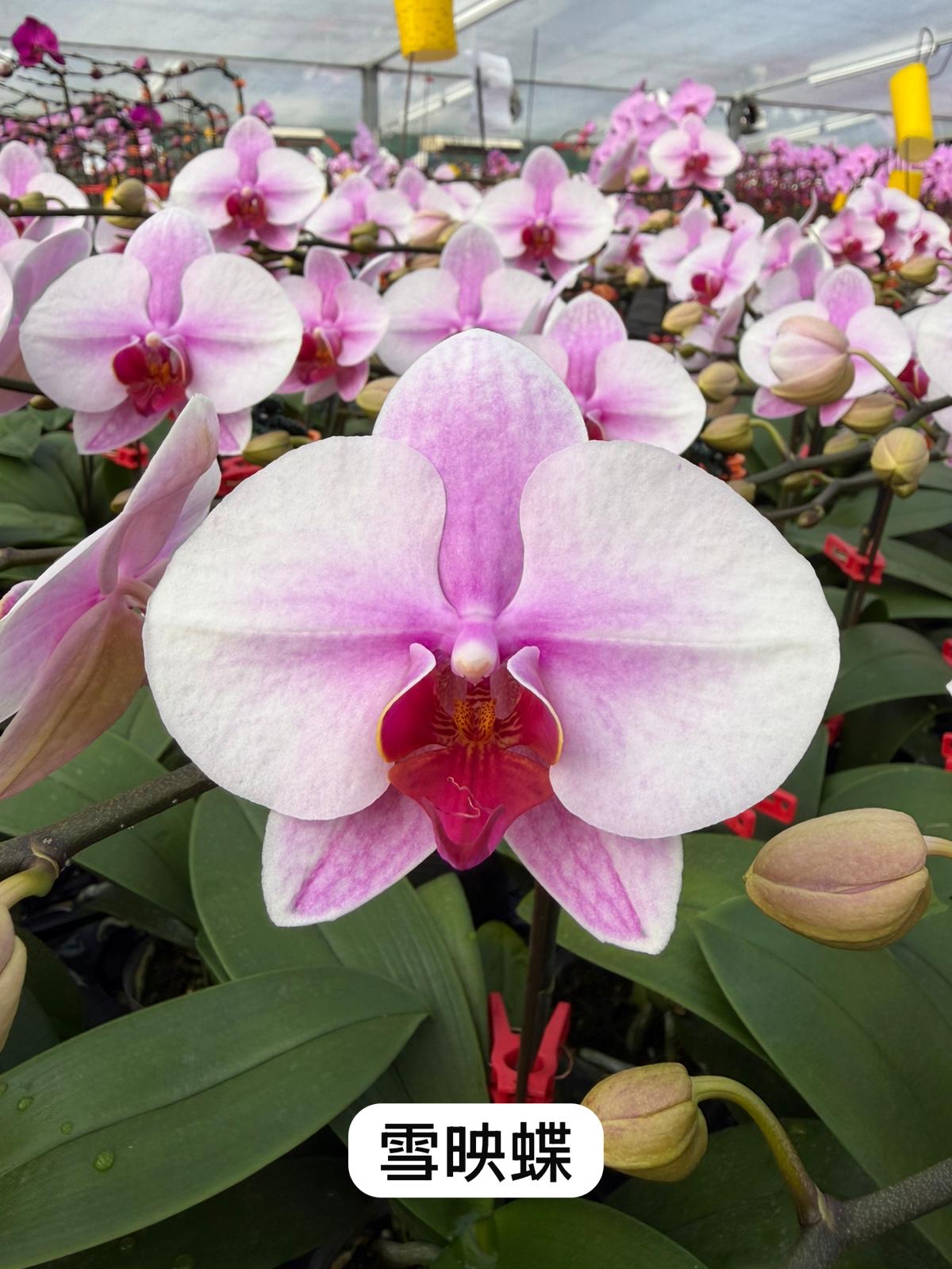 日本品種蝴蝶蘭-雪映蝶