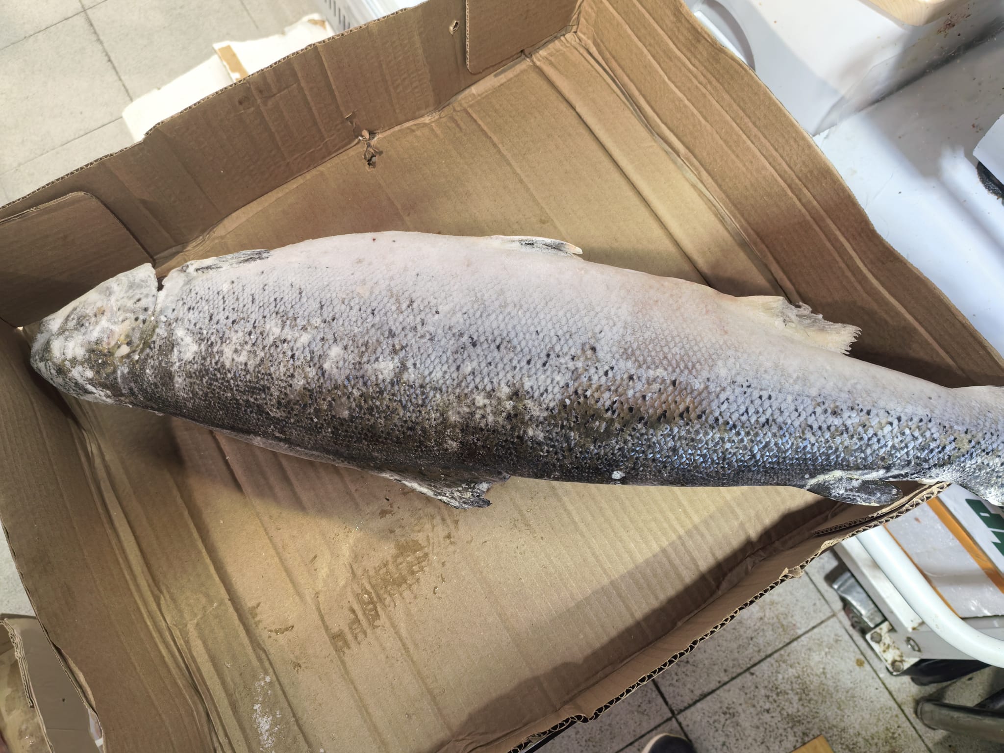 美國野生銀鱈魚（原條）