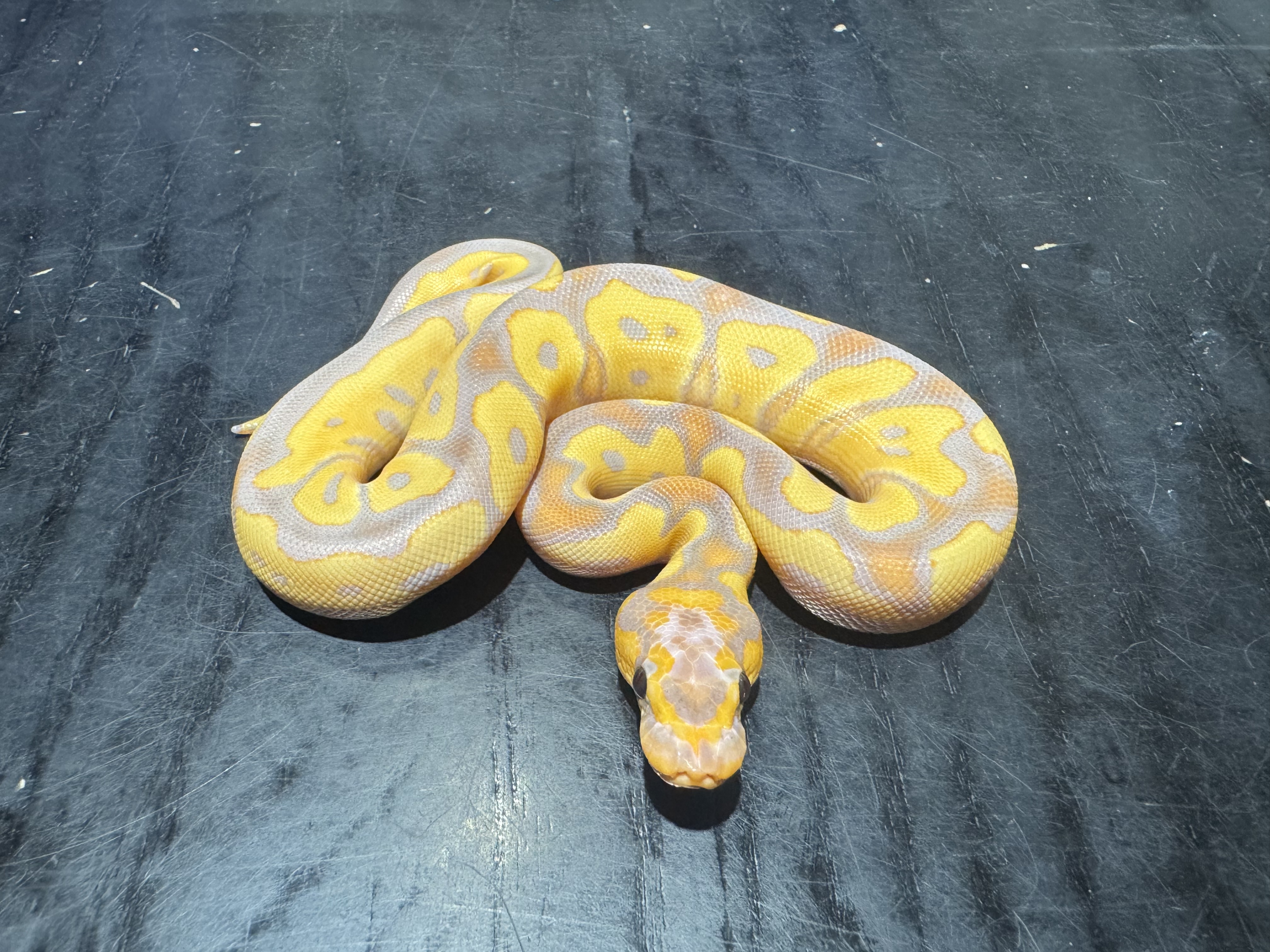 26 Banana Clown 1.0