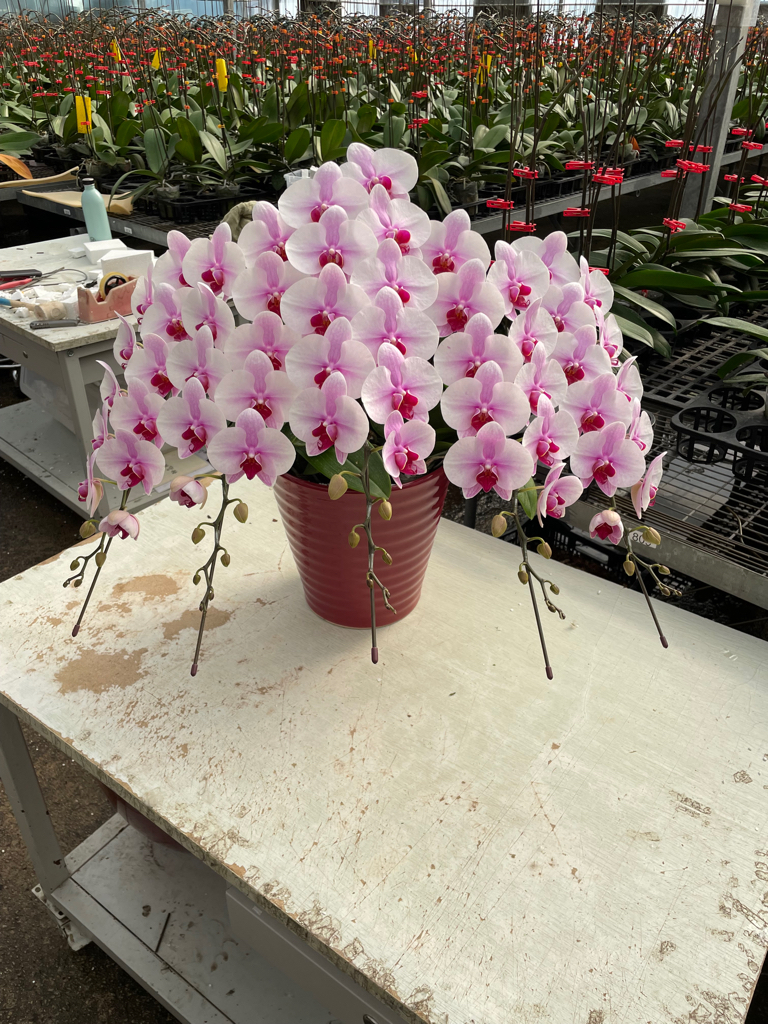 日本品種蝴蝶蘭-雪映蝶