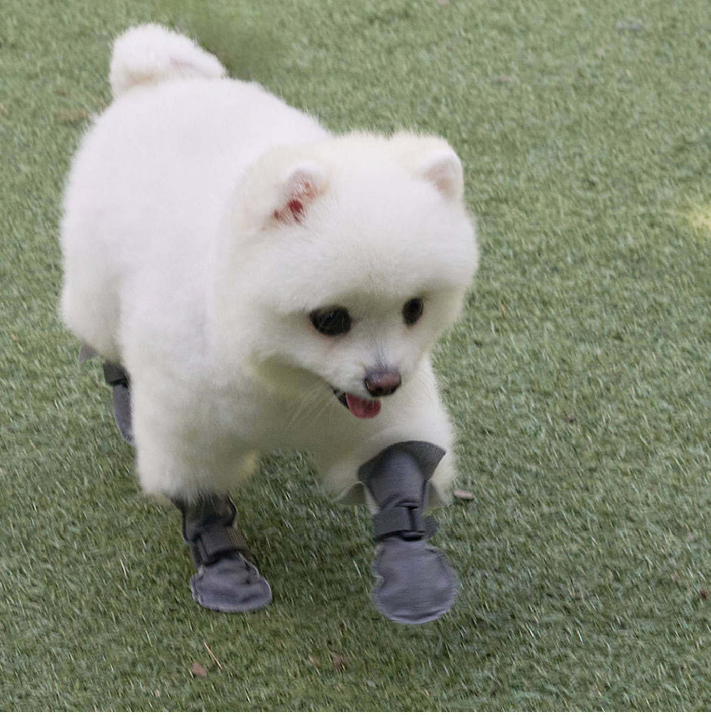 *Super Pet🇰🇷一次性防護狗鞋(80件裝)