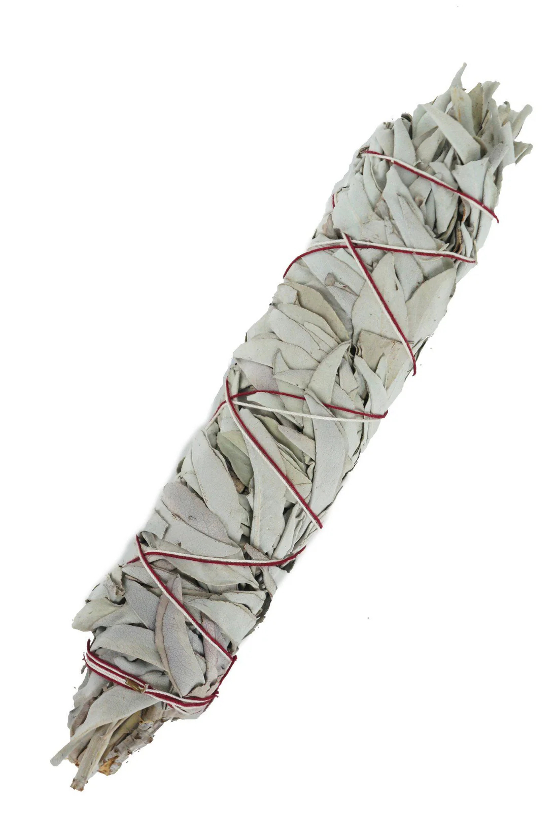 18CM大葉鼠尾草SAGE HERB BUNDLE