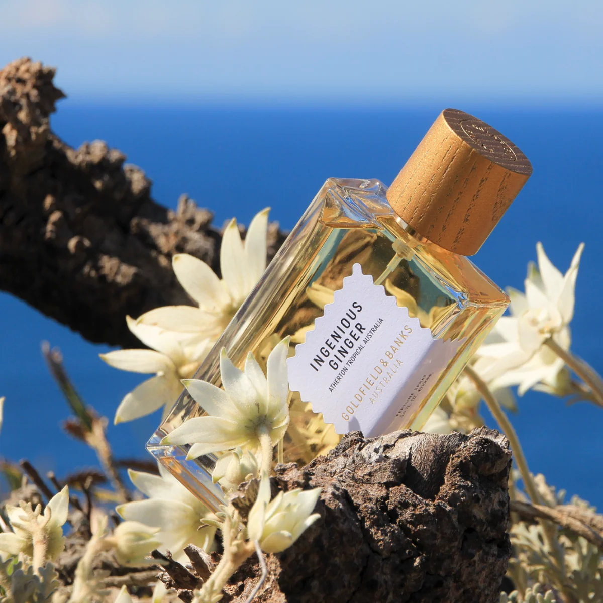 Ingenious Ginger - Goldfield & Banks