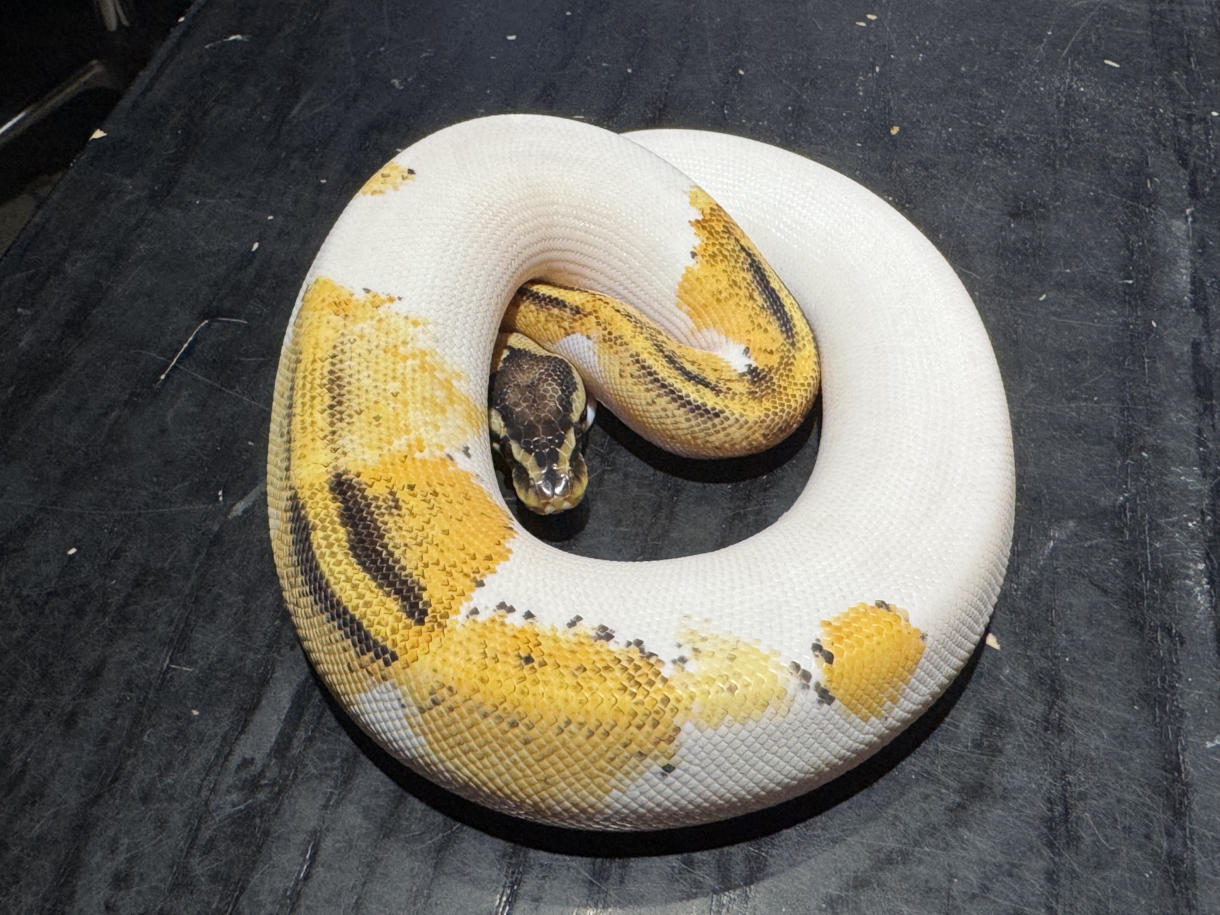 25 Super Stripe Pied 0.1