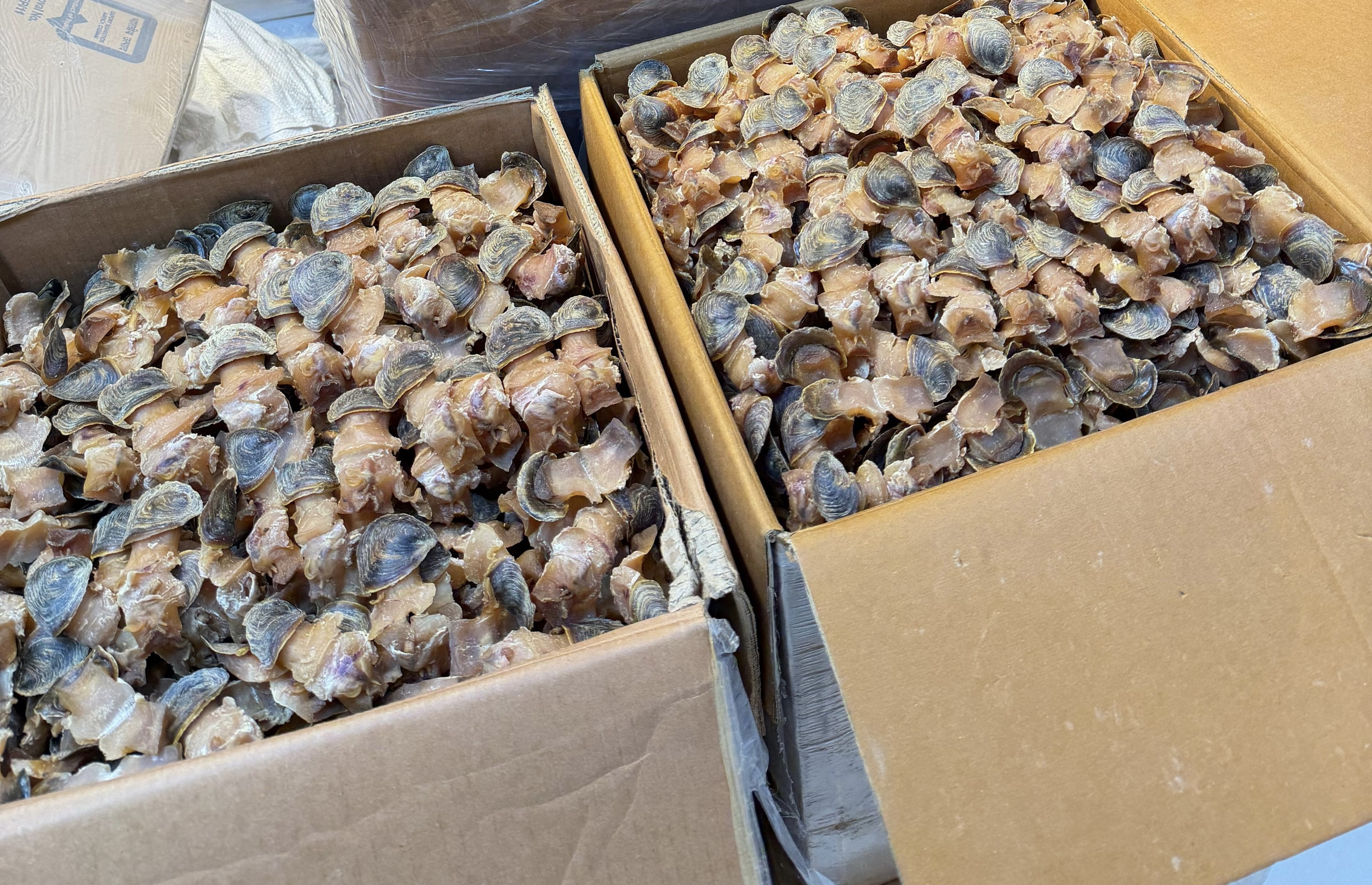 新鮮生曬響螺片