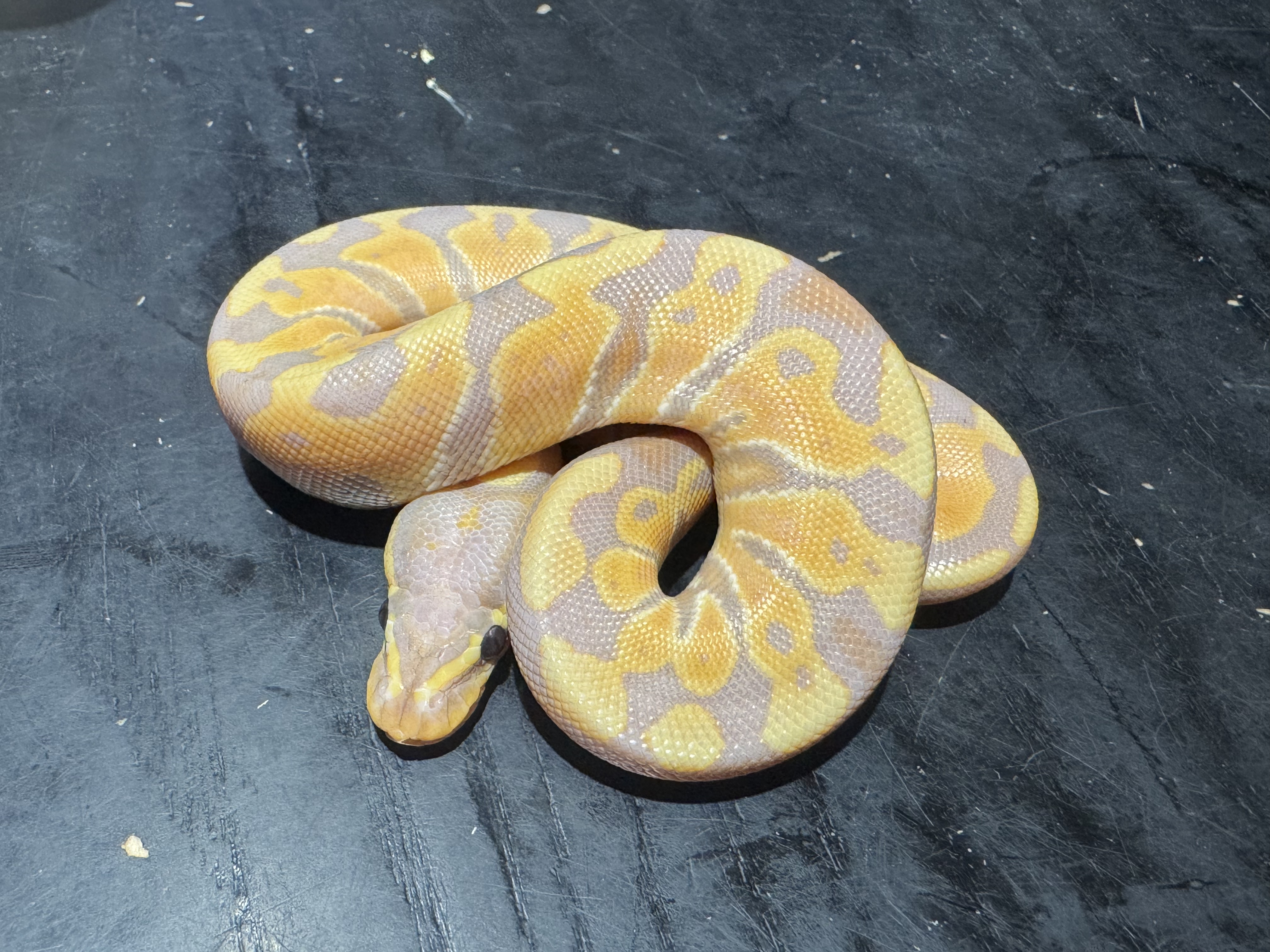 26 Banana 1.0