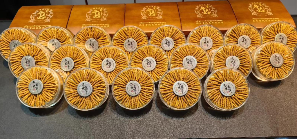 激底一團西藏野生那曲冬蟲草