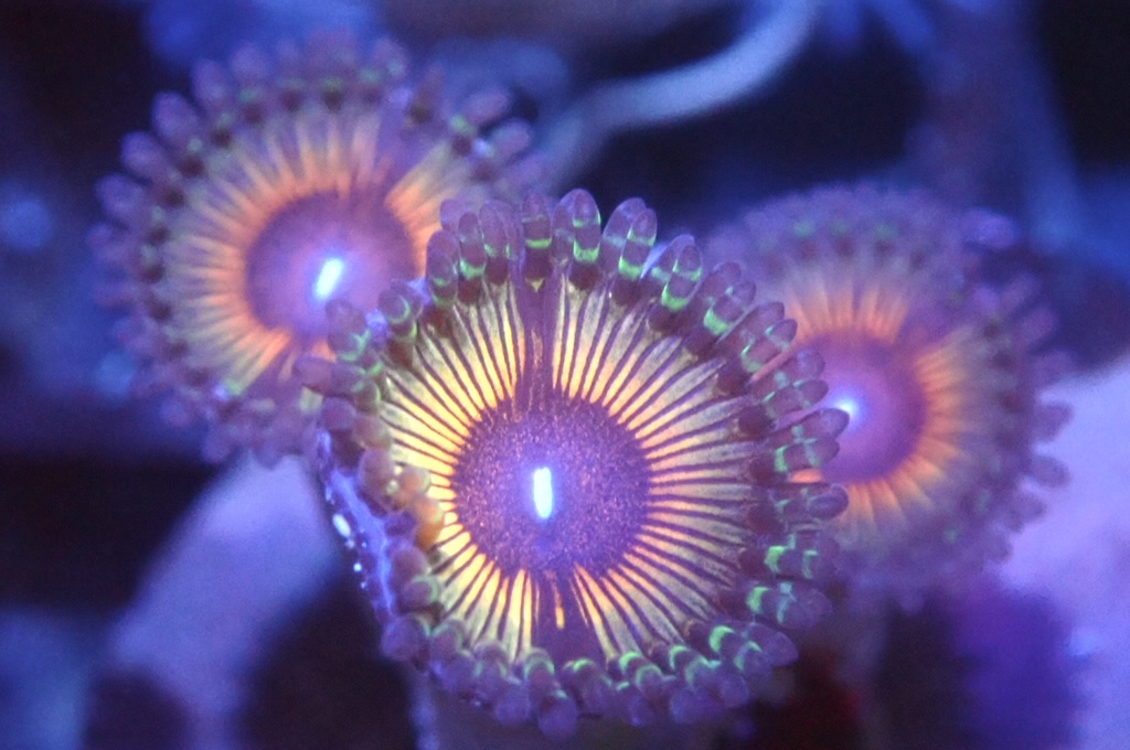 Z13 鈕扣（frag座2cm)