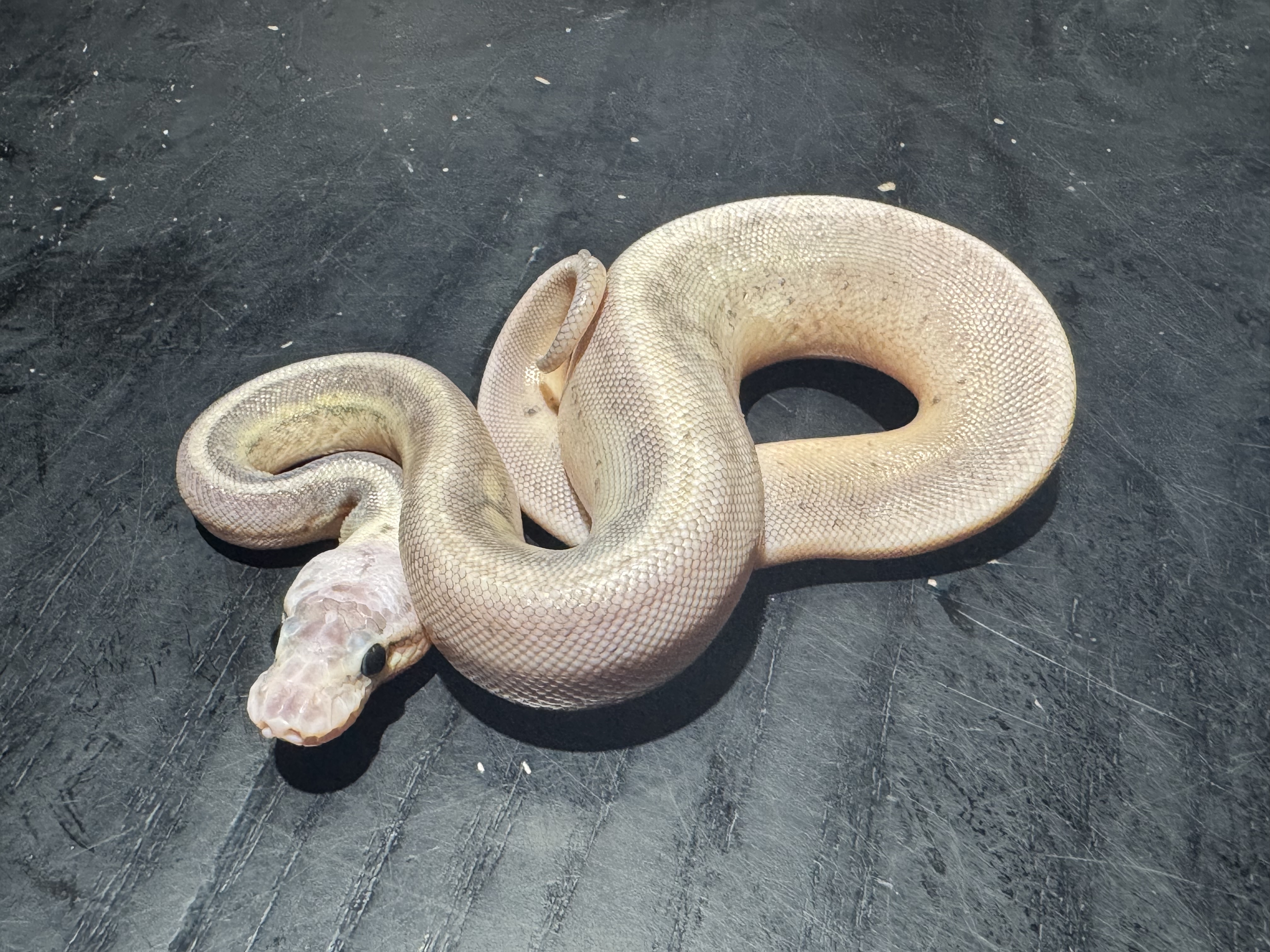 26 Super Pastel Cinnamon het Genetic Stripe 1.0