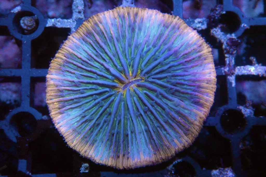 P4 雙色飛碟 （開大約2.吋）